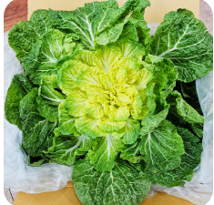 봄동