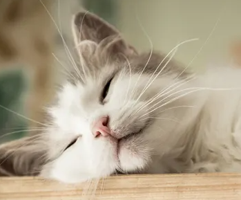 고양이가 변비에 걸리는 원인은? 개선 방법이나 추천 음식