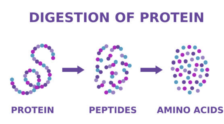 Digestion 효율이 quantification에 미치는 영향