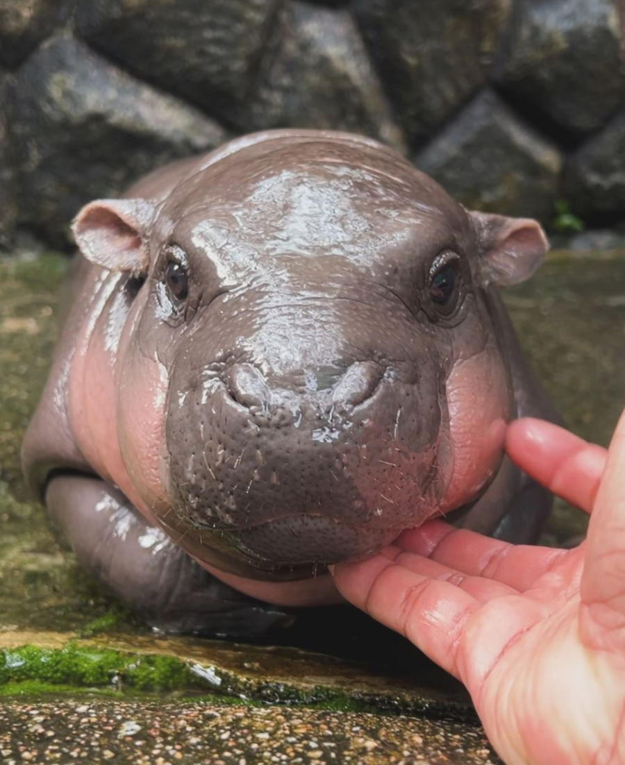 태국 아기 하마 무댕