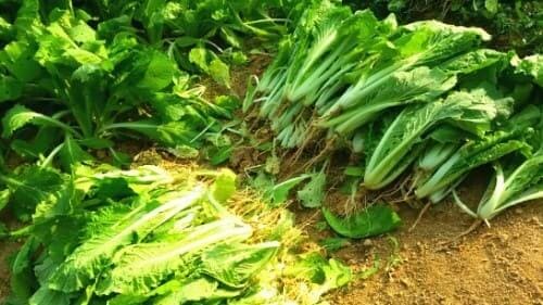 얼갈이배추-수확