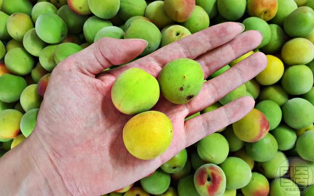 매실 효능,매실청 만들기 담그기,매실청 효능,팁줌