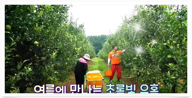 6시내고향 홍보장사 영주 아오리사과