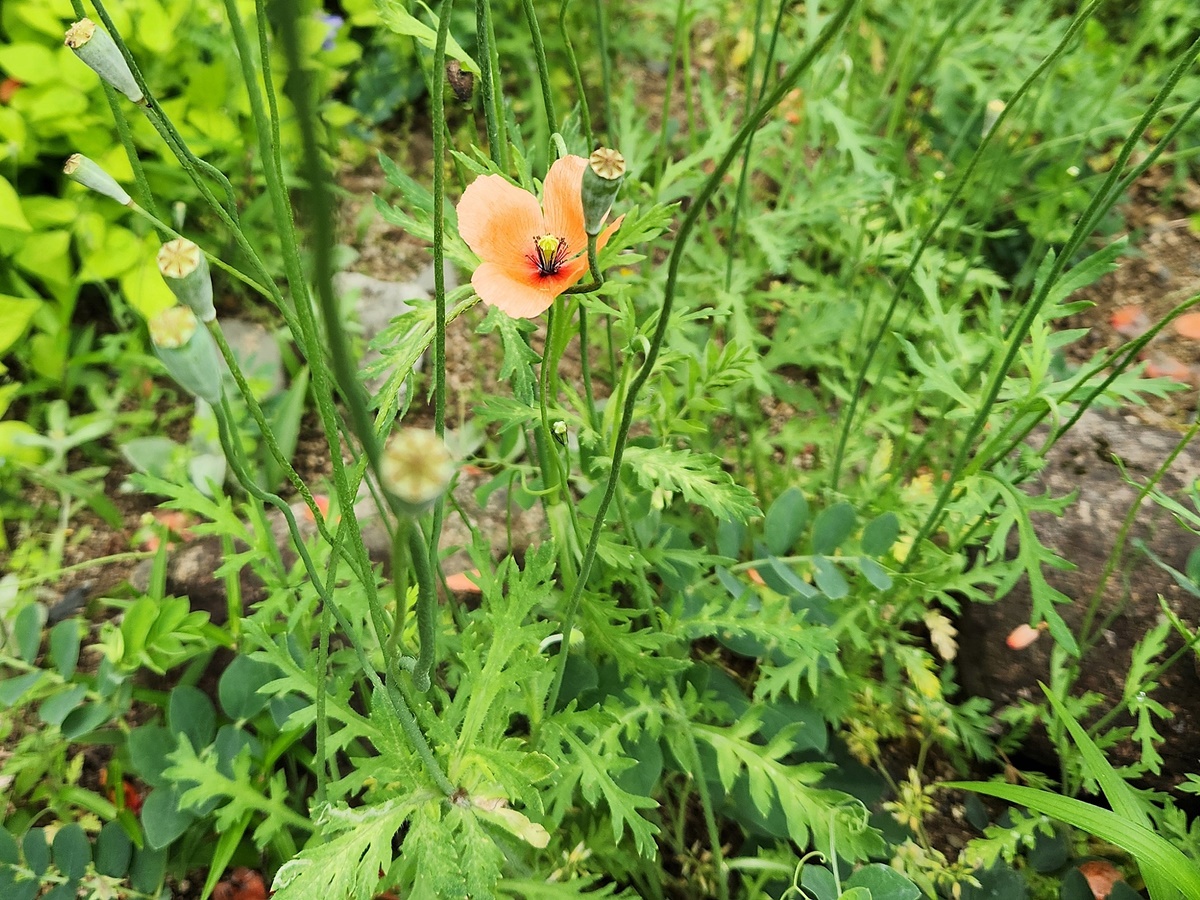 꽃양귀비(개양귀비)
