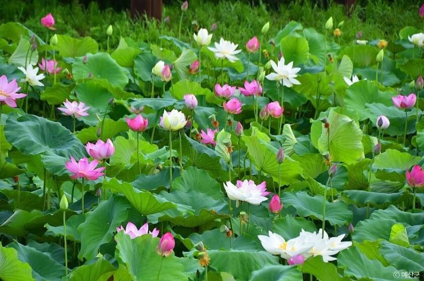 예산 가볼만한곳 베스트 10
