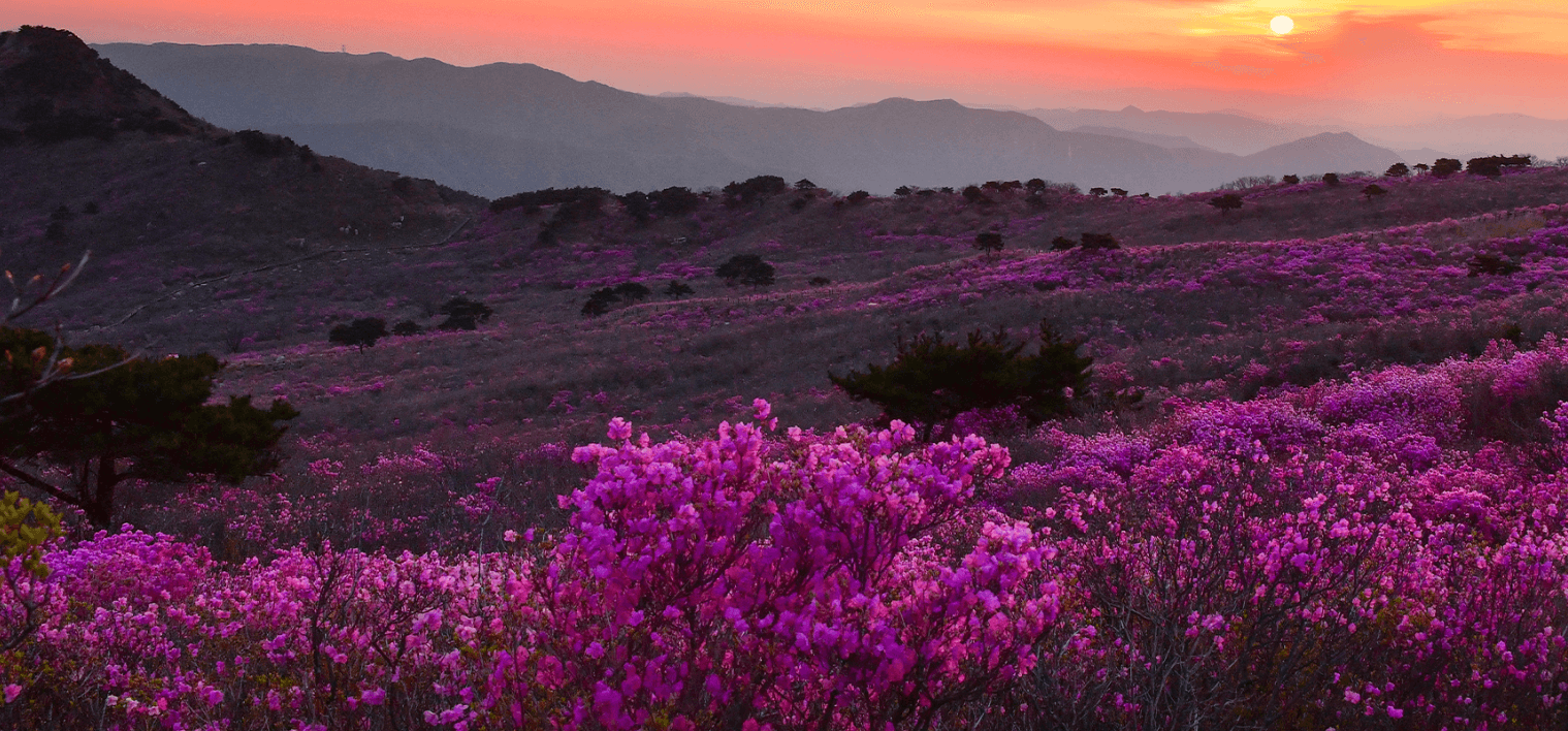 비슬산 참꽃문화제