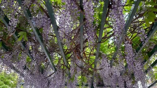 등나무-꽃-피는시기-개화시기-꽃말