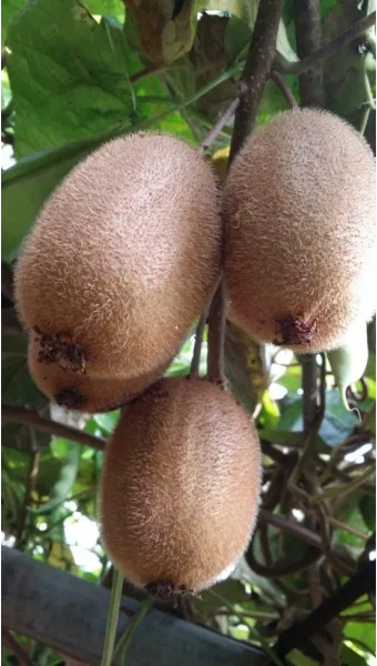 키위 재배 수분 수정 덩굴 유인 월동 대비_8