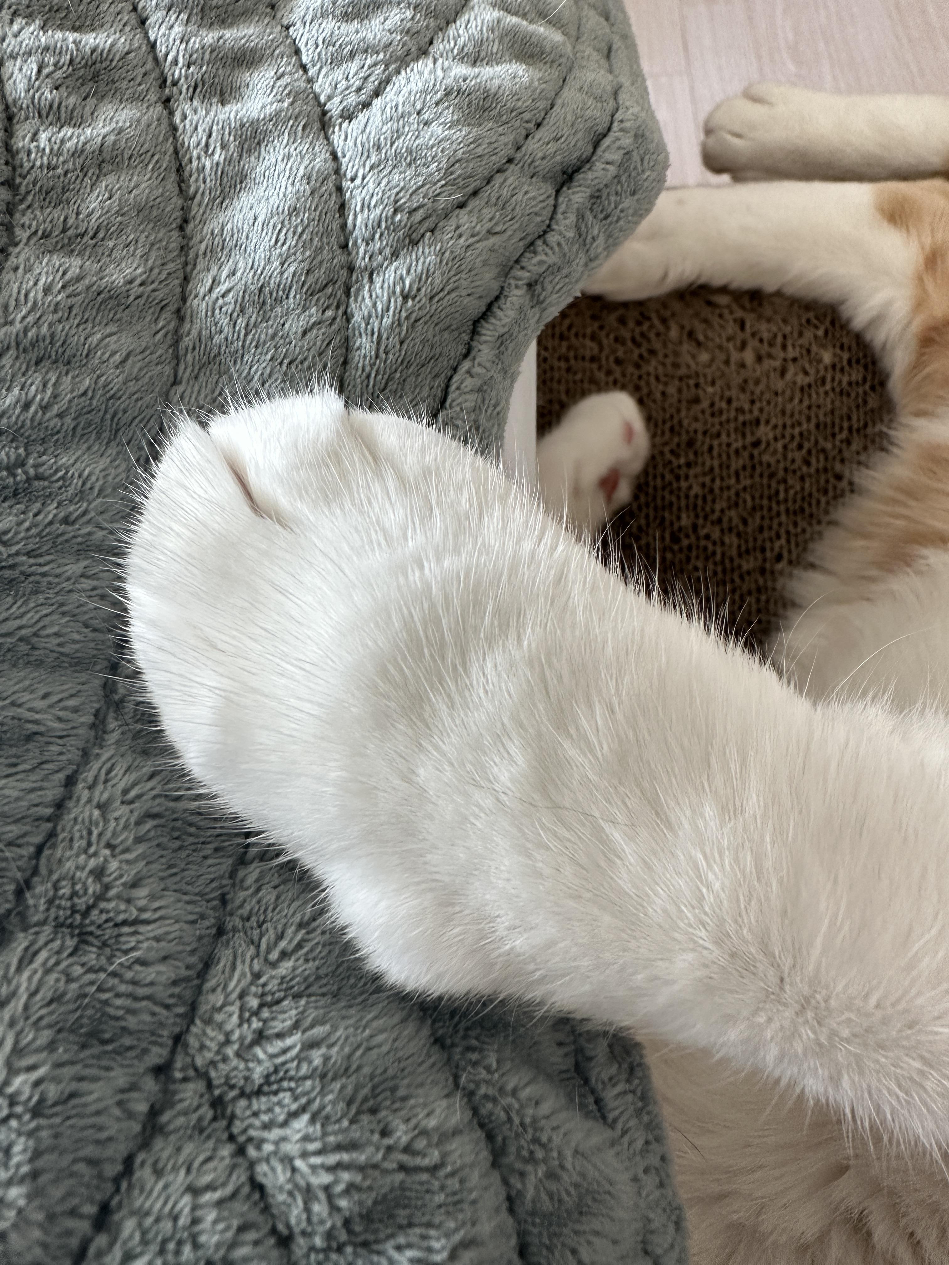 막둥이는 숙면중..자는 모습마저 사랑스러운 그동물