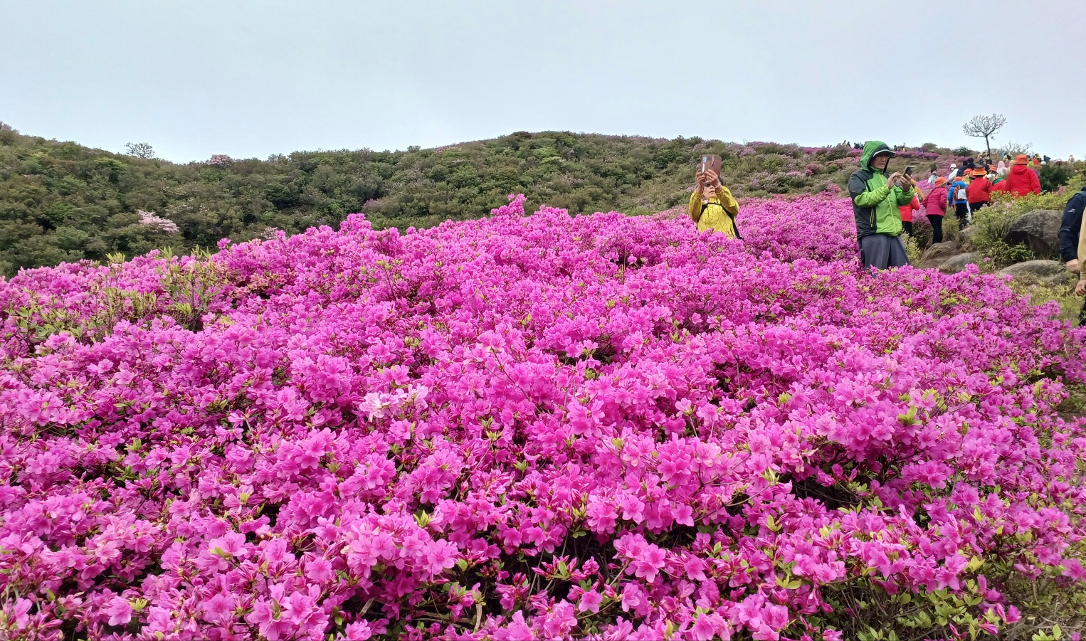 합천 황매산 철쭉4