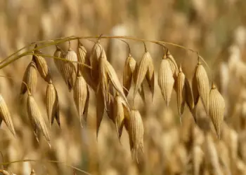 슈퍼푸드 귀리 가격과 효능, 영양성분