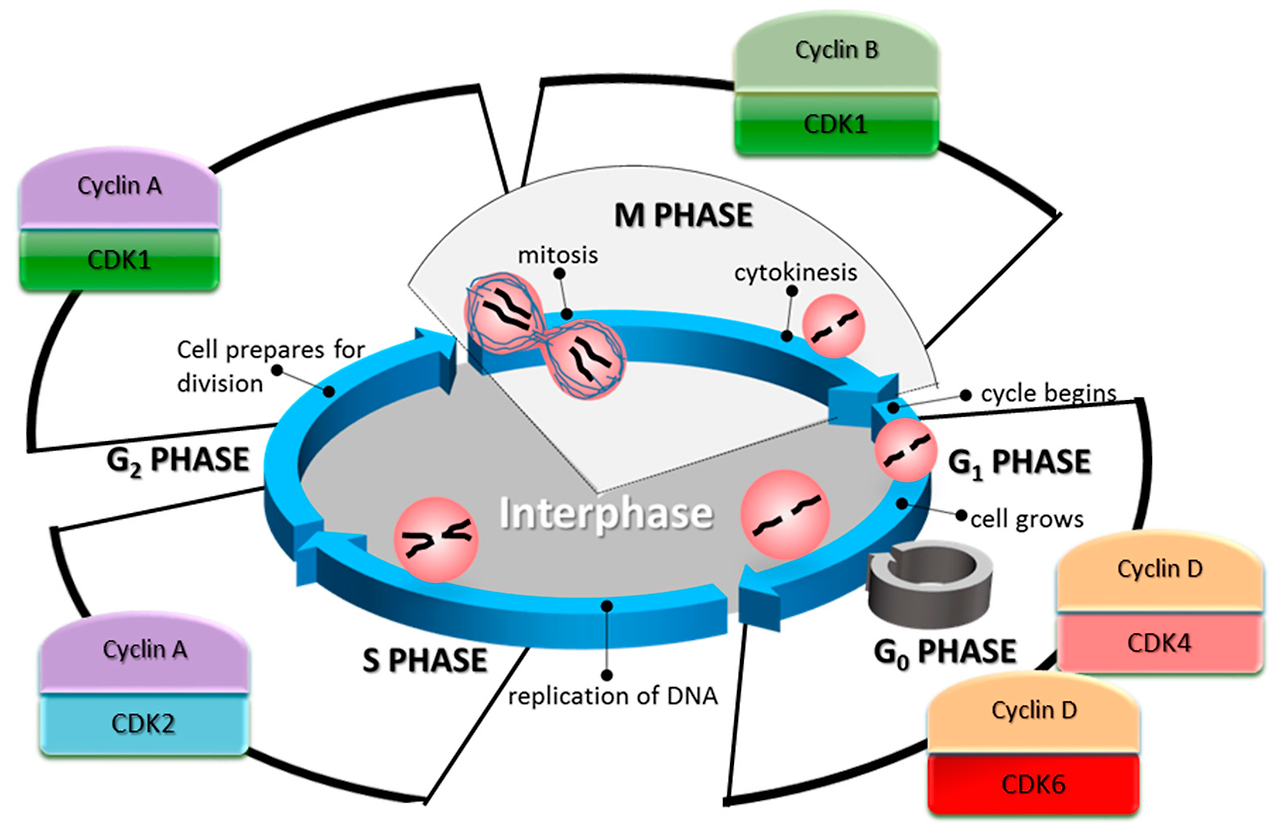 Cell cycle Cyclin CDK