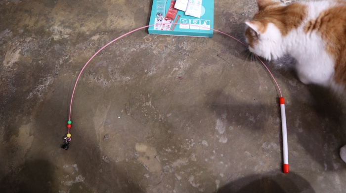 고양이치석관리