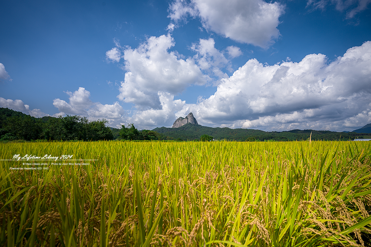 진안 마이산 농업기술센터 가을 꽃 구름