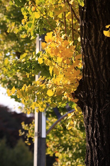 AI 기반 도시 나무 수종별 고사율 예측 시스템