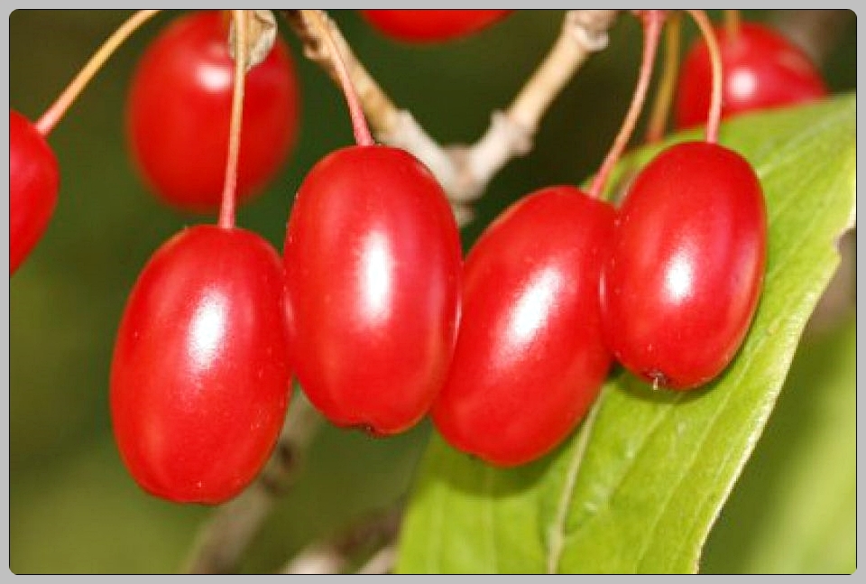 공진단 가격 효능 총정리