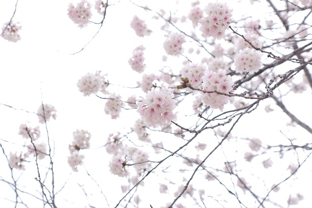 전국벚꽃축제 명소