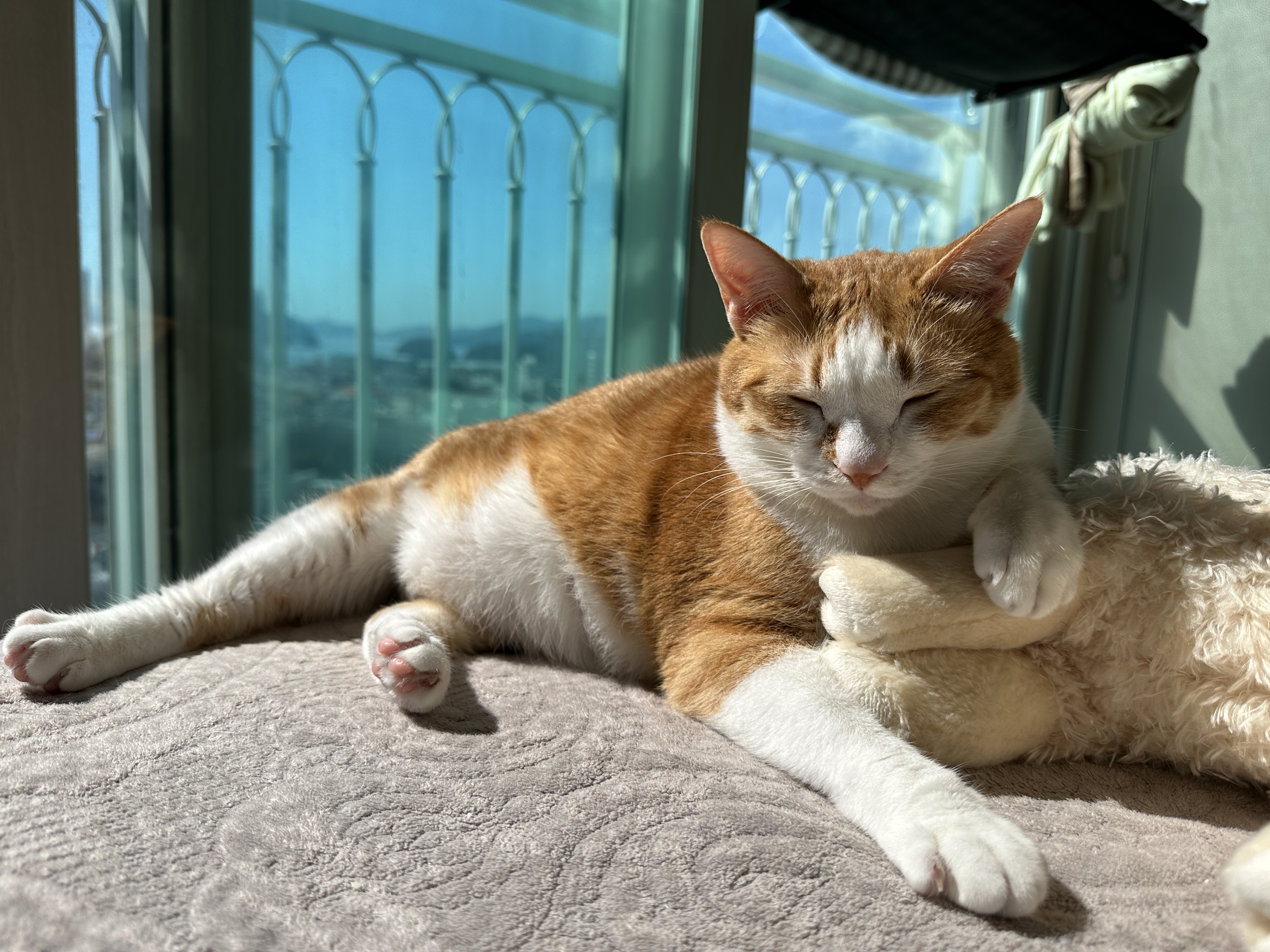 햇살아래에_일광욕하는_치즈냥이_호야의_마지막_화보