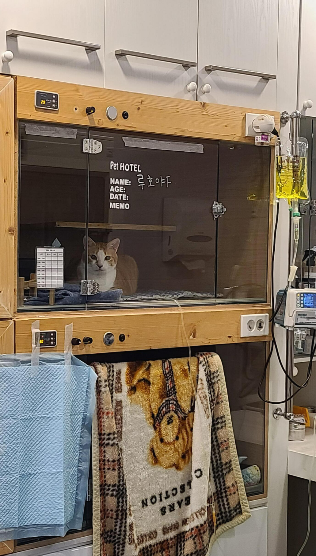 황달로 인한 호야의 입원. 고양이 황달.