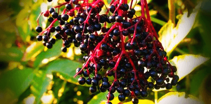 엘더베리-열매-사진