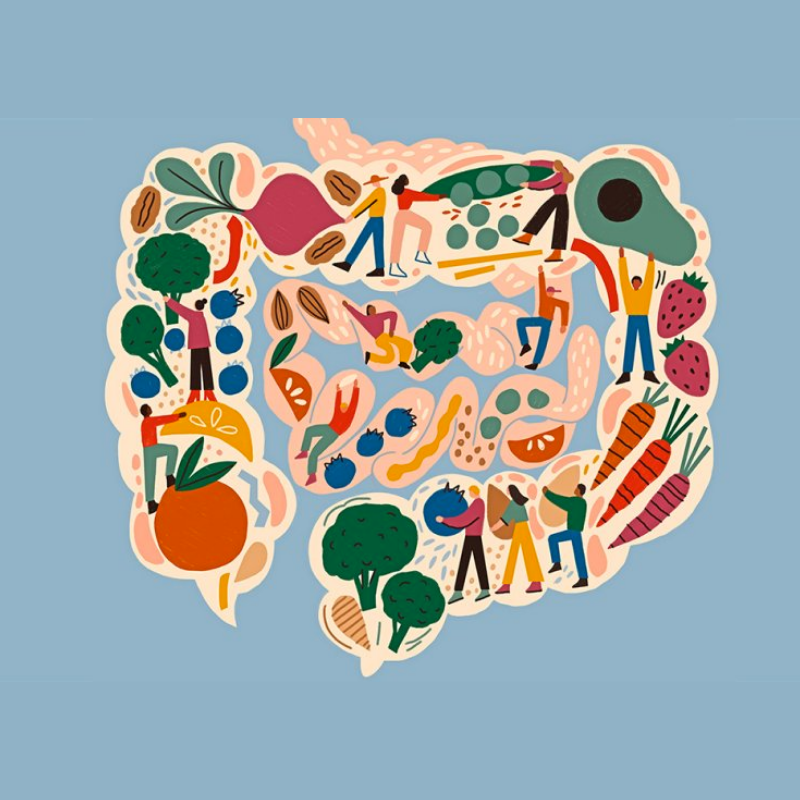 장 내 환경이 다이어트에 미치는 영향