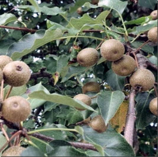 야생배 돌배 효능