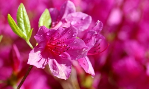 군포 철쭉축제 초대가수