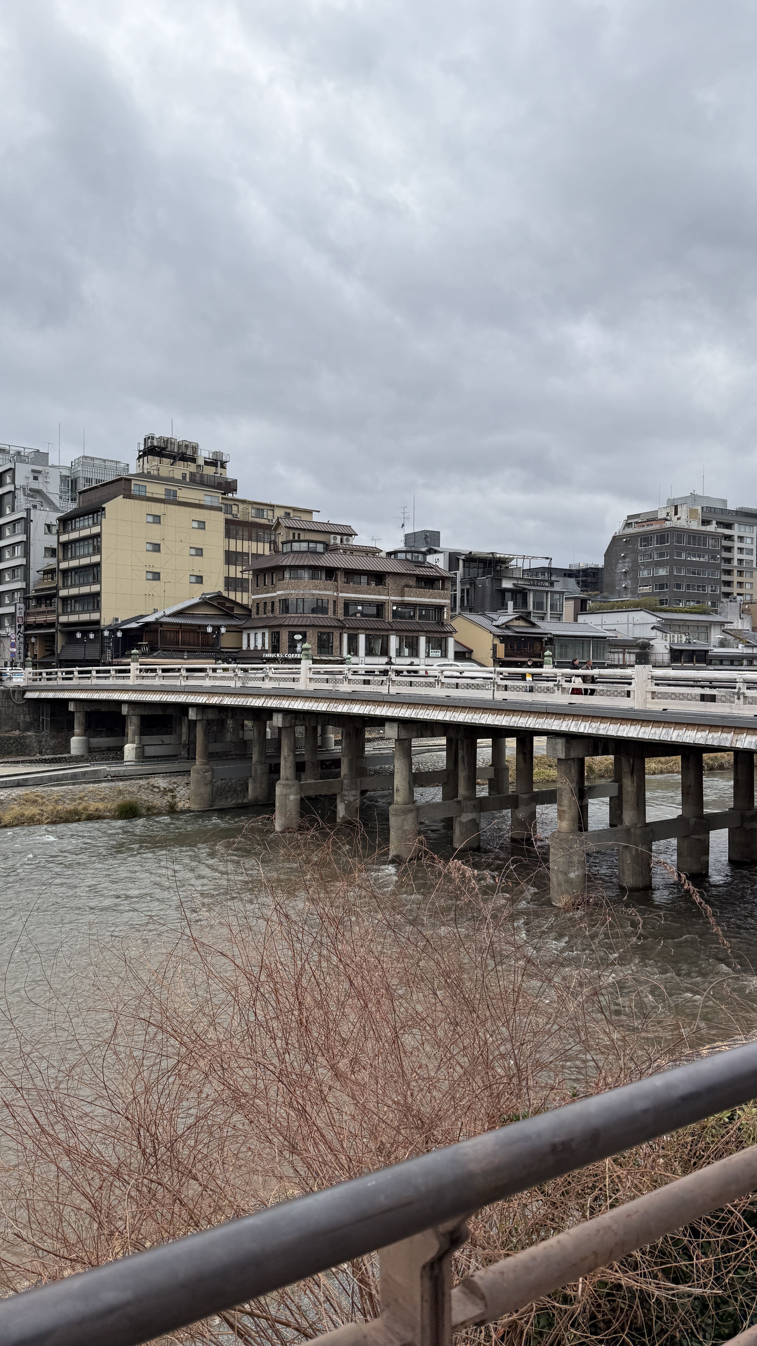 교토 봄여행 일본 스타벅스 가모강