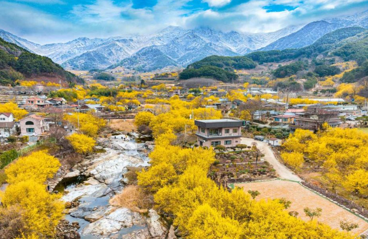 구례산수유마을