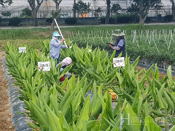 강황 재배 따뜻한 온도 보온 피복 수확 건조_5