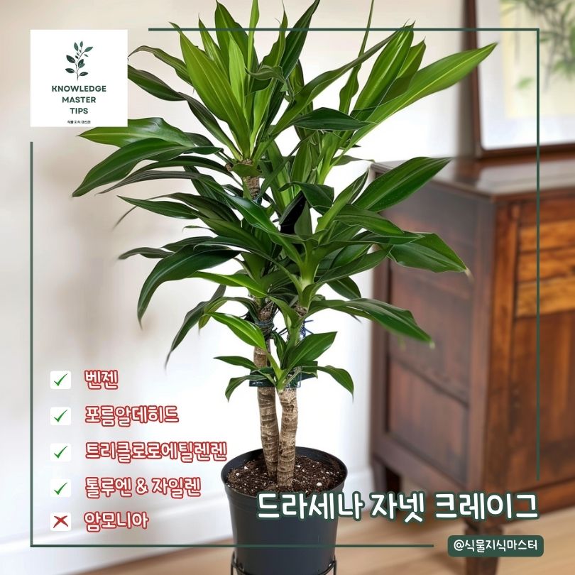 새집증후군 식물 드라세나 자넷 크레이그