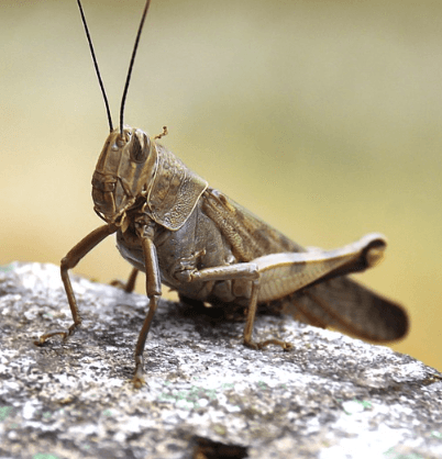 귀뚜라미 퇴치법