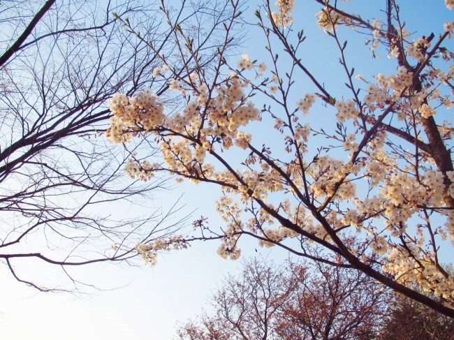 서울 숲 벚꽃 축제