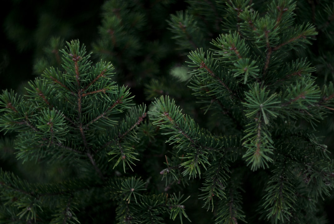 Pine