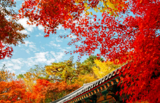 단풍시기