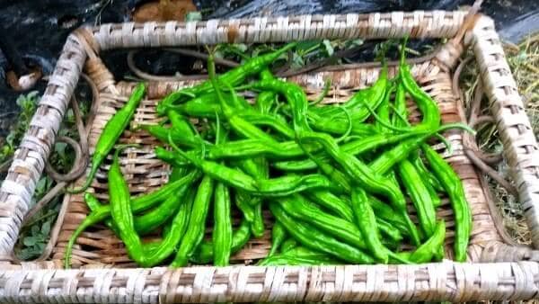 꽈리고추-수확-효능