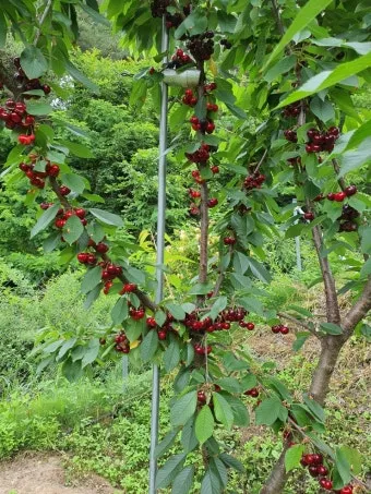 체리나무 재배법 건강한 과일 나무 키우기_13