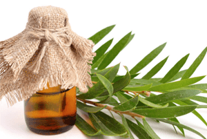 티트리오일 효능11