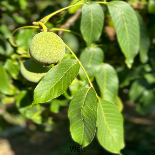 카카두플럼 기미크림