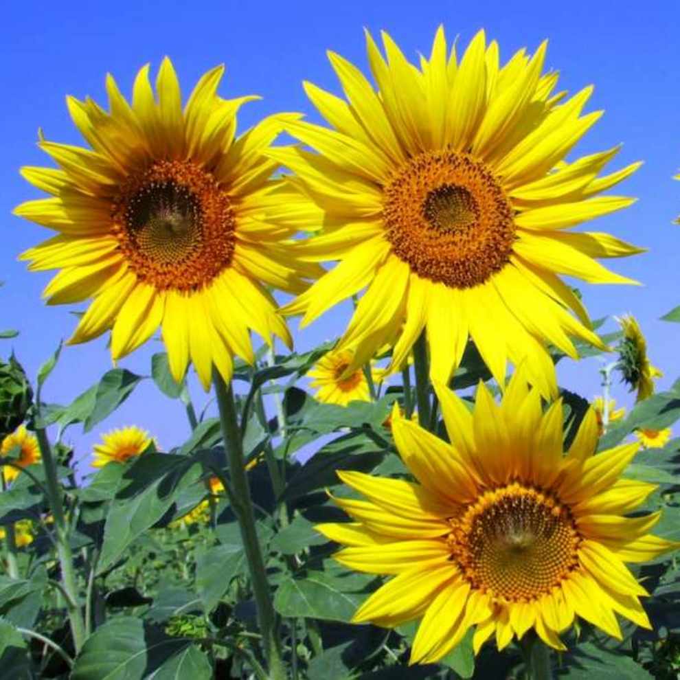 파주 해바라기 축제