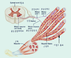 운동단위