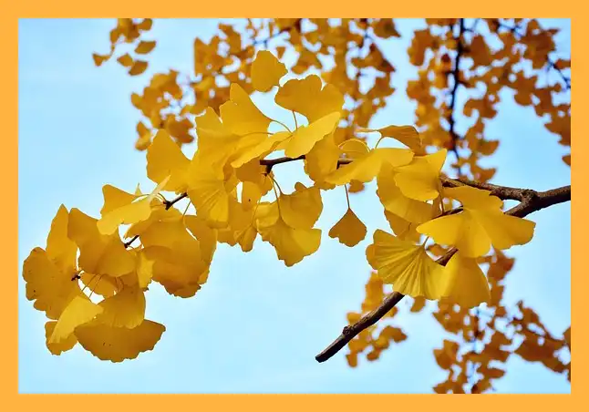 문광저수지 은행나무길