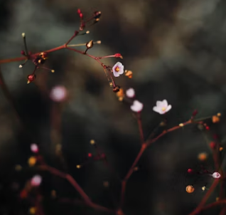 정관장 창업에 대하여 알아보기