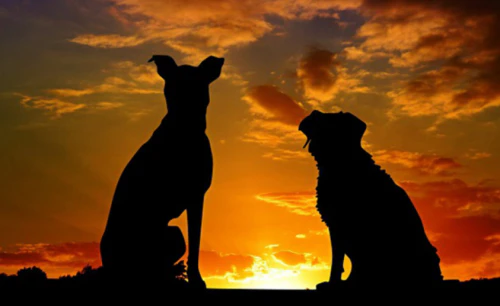 2024년 개띠 운세