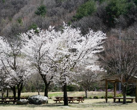 무주 벚꽃