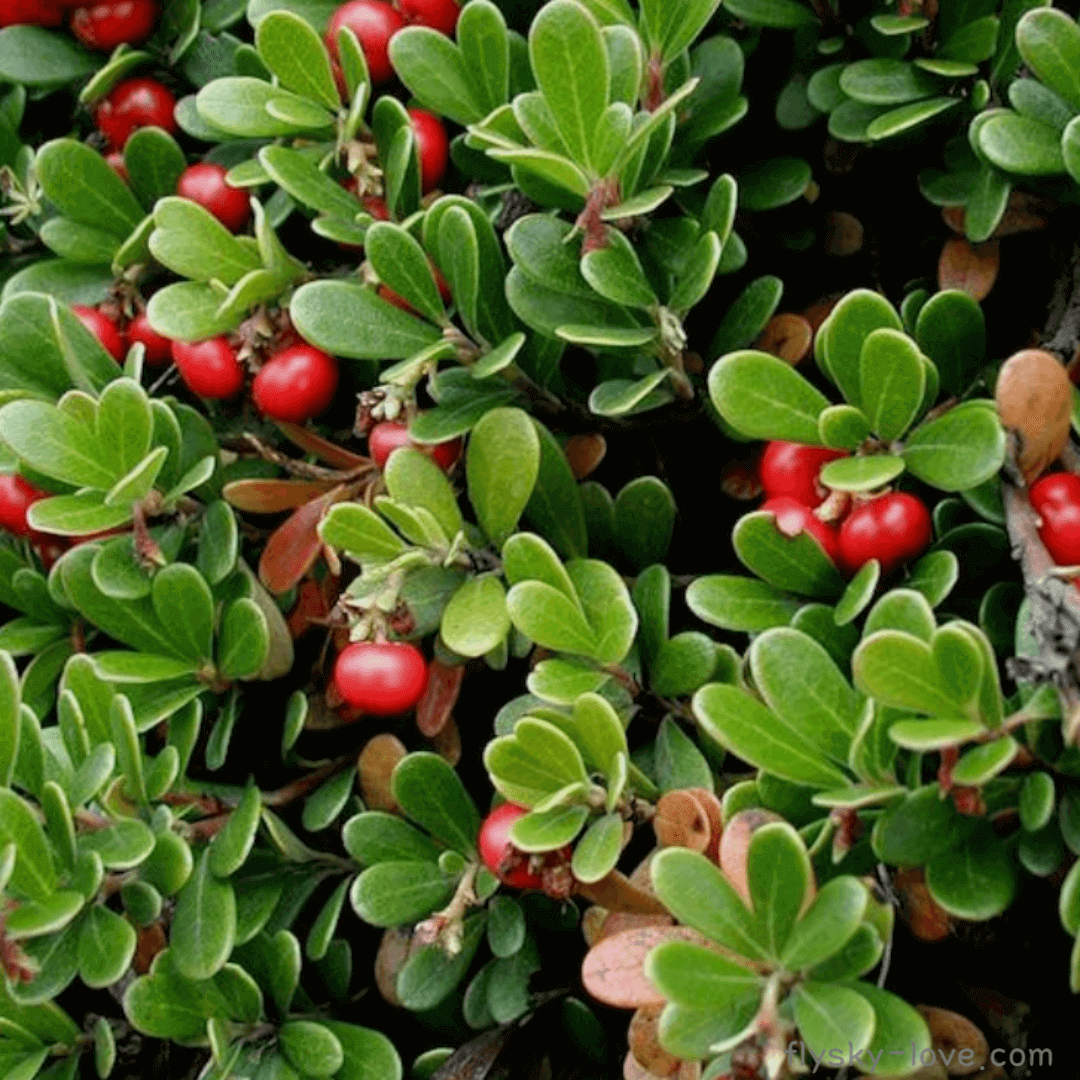 윈터그린 (Wintergreen)