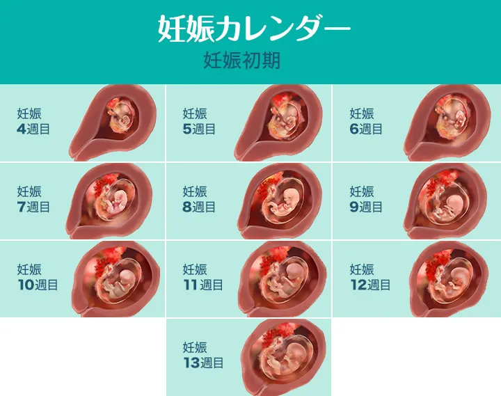 임신초기 아기발달 태아발달