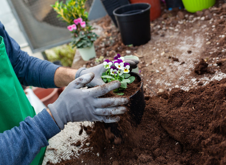 팬지 꽃을 이용한 가드닝
