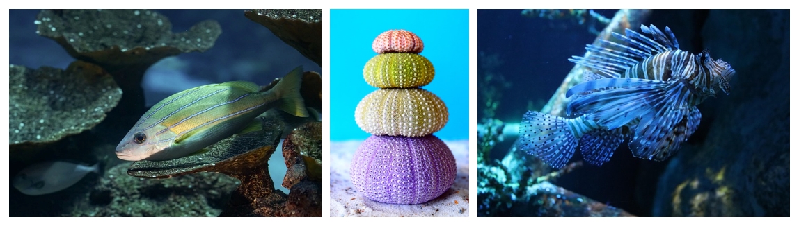 수산대전 온,오프 쇼핑몰