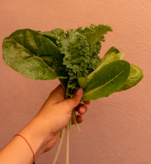 배추 효능 부작용 칼로리